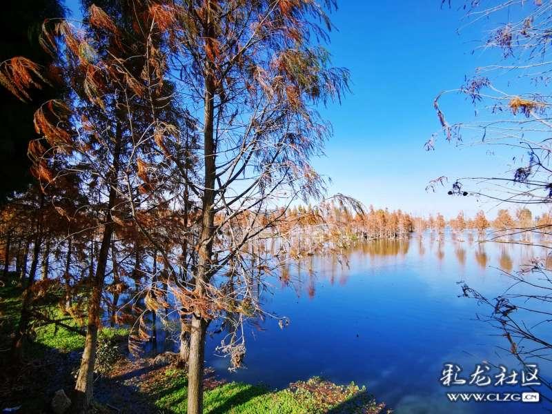 小长颈鹿逃离